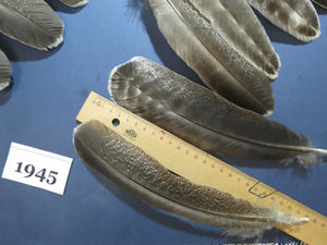 36 Pcs Natural Turkey Wing Feathers, Fly Tying Materials, Long Feathers. (1945)
