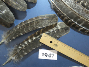 42 Pcs Natural Turkey Wing Feathers, Turkey Feathers,Fly Tying Material,Craft Feathers,Natural Feathers(1947)