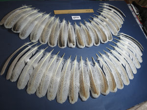42 Pcs Natural Turkey Wing Feathers, Turkey Feathers,Fly Tying Material,Craft Feathers,Natural Feathers (1948)