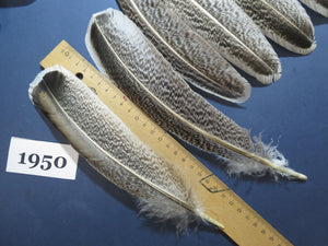 42 Pcs Natural Turkey Wing Feathers,Turkey Feathers,Fly Tying Material,Craft Feathers,Natural Feathers (1950)