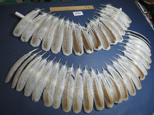 40 Pcs Natural Turkey Wing Feathers, Turkey Feathers,Fly Tying Material,Craft Feathers,Natural Feathers (1952)