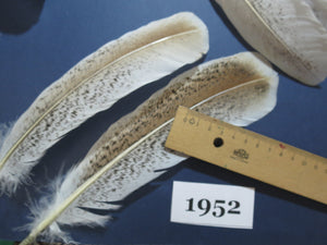 40 Pcs Natural Turkey Wing Feathers, Turkey Feathers,Fly Tying Material,Craft Feathers,Natural Feathers (1952)