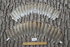 36 Pcs Natural Turkey Wing Feathers, Fly Tying Materials, Hat Feathers (1961)