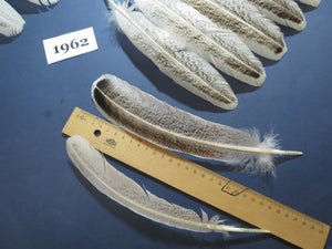 40 Pcs Natural Turkey Wing Feathers, Turkey Feathers,Fly Tying Material,Craft Feathers,Natural Feathers(1962)