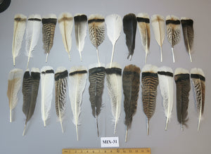 24 Pcs Natural Turkey Tail Feathers, Fly Tying Materials, Genuine Feathers (MIX-31)