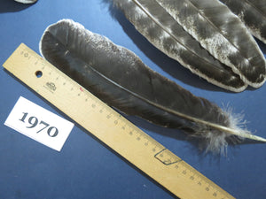 30 Pcs Natural Turkey Wing Feathers, Turkey Feathers,Fly Tying Material,Craft Feathers,Natural Feathers (1970)