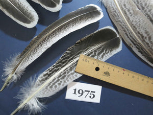 40 Pcs Natural Turkey Wing Feathers, Fly Tying Materials, Turkey Feathers (1975)