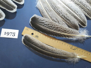 40 Pcs Natural Turkey Wing Feathers, Fly Tying Materials, Turkey Feathers (1975)