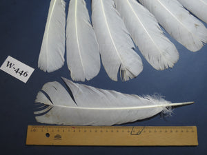 12 Pcs White Turkey Tail Feathers, Fly Tying Materials,Long Feathers. (W-446)