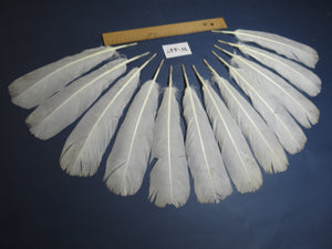 12 Pcs White Turkey Tail Feathers, Fly Tying Materials,Long Feathers. (W-447)