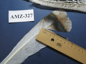 8 Pairs Turkey Feathers, Tail Feathers,Turkey Feathers,Fly Tying Material,Craft Feathers,Natural Feathers (AMZ-327) DREAMMYFEATHERS
