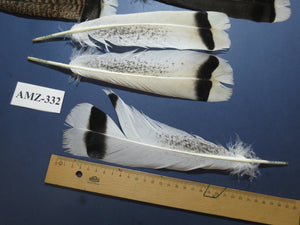 8 Pairs Turkey Feathers, Tail Feathers, Turkey Feathers,Fly Tying Material,Craft Feathers,Natural Feathers (AMZ-332) DREAMMYFEATHERS