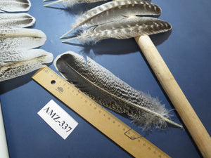 10 Pairs Turkey Wing Feathers, Amazing Feathers, Turkey Feathers,Fly Tying Material,Craft Feathers,Natural Feathers(AMZ-337) DREAMMYFEATHERS