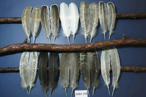 Turkey feathers
