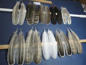 Turkey feathers