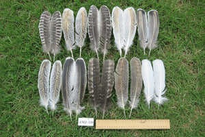 10 Pairs Turkey Wing Feathers, Amazing Feathers, Turkey Feathers,Fly Tying Material,Craft Feathers,Natural Feathers(AMZ-339) DREAMMYFEATHERS