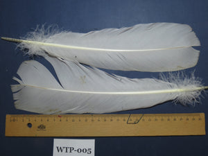 1 Pair Of White Turkey Tail Feathers, Fly Tying Materials,Turkey Feathers,Fly Tying Material,Craft Feathers,Natural Feathers (WTP-005) DREAMMYFEATHERS