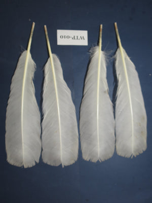 2 PairS Of White Turkey Tail Feathers, Turkey Feathers,Fly Tying Material,Craft Feathers,Natural Feathers (WTP-010) DREAMMYFEATHERS