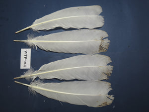 2 PairS Of White Turkey Tail Feathers, Fly Tying Materials,Real Feathers. (WTP-014)
