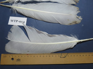 2 PairS Of White Turkey Tail Feathers, Fly Tying Materials,Real Feathers. (WTP-014)