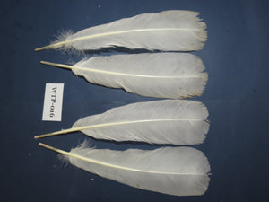 2 PairS Of White Turkey Tail Feathers, Turkey Feathers,Fly Tying Material,Craft Feathers,Natural Feathers. (WTP-016)