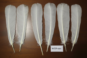 3 PairS Of White Turkey Tail Feathers, Fly Tying Materials,Real Feathers. (WTP-021)