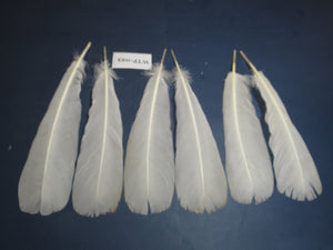 3 PairS Of White Turkey Tail Feathers, Turkey Feathers,Fly Tying Material,Craft Feathers,Natural Feathers (WTP-023) DREAMMYFEATHERS