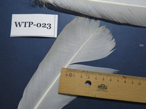 3 PairS Of White Turkey Tail Feathers, Fly Tying Materials,Real Feathers. (WTP-023)