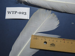 3 PairS Of White Turkey Tail Feathers, Turkey Feathers,Fly Tying Material,Craft Feathers,Natural Feathers (WTP-023) DREAMMYFEATHERS