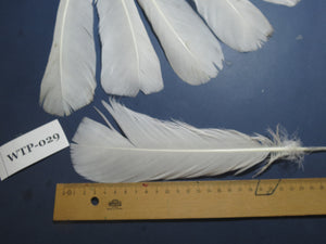 6 PairS Of White Turkey Tail Feathers, Fly Tying Materials,Real Feathers. (WTP-029)