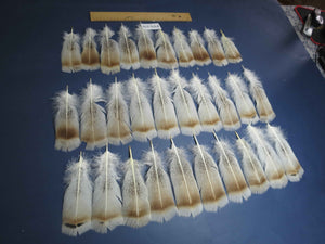 30 Pcs Natural Turkey Pre-Tail Feathers, Fly Tying Materials,Turkey Feathers (PTN-279)