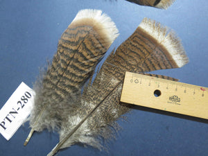 30 Pcs Natural Turkey Pre-Tail Feathers, Fly Tying Materials,Turkey Feathers (PTN-280)