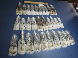 30 Pcs Natural Turkey Pre-Tail Feathers, Fly Tying Materials,Turkey Feathers (PTN-281)