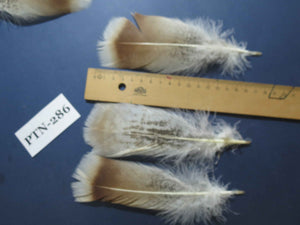 30 Pcs Natural Turkey Pre-Tail Feathers, Fly Tying Materials,Turkey Feathers (PTN-286)