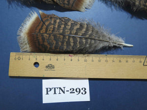 30 Pcs Natural Turkey Pre-Tail Feathers, Fly Tying Materials,Turkey Feathers (PTN-293)