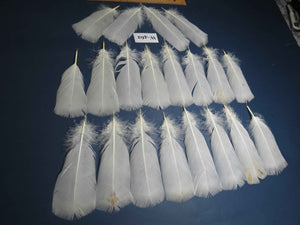 20 Pcs White Turkey Pre-Tail Feathers, Fly Tying Materials (W-462)