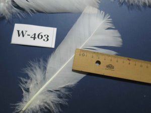 20 Pcs White Turkey Pre-Tail Feathers, Fly Tying Materials (W-463)