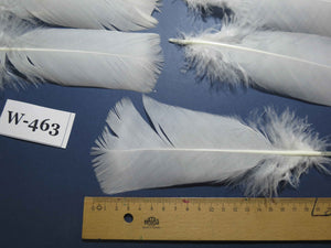 20 Pcs White Turkey Pre-Tail Feathers, Fly Tying Materials (W-463)