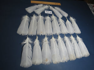 20 Pcs White Turkey Pre-Tail Feathers, Turkey Feathers,Fly Tying Material,Craft Feathers,Natural Feathers (W-464)