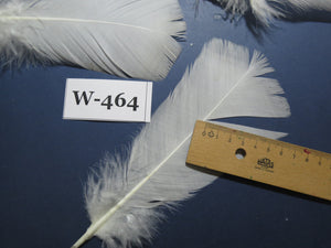 20 Pcs White Turkey Pre-Tail Feathers, Turkey Feathers,Fly Tying Material,Craft Feathers,Natural Feathers (W-464)