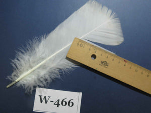 20 Pcs White Turkey Pre-Tail Feathers, Fly Tying Materials (W-466)
