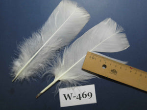 20 Pcs White Turkey Pre-Tail Feathers, Fly Tying Materials (W-469)