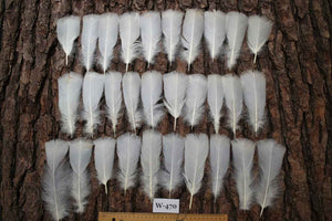 30 Pcs White Turkey Pre-Tail Feathers, Fly Tying Materials (W-470)