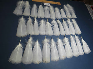 30 Pcs White Turkey Pre-Tail Feathers, Fly Tying Materials (W-470)