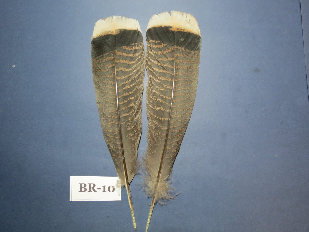 Bronze Turkey Tail Feathers  (One Pair Set) ,Fly Tying Material,Craft Feathers,Natural Turkey Feathers.