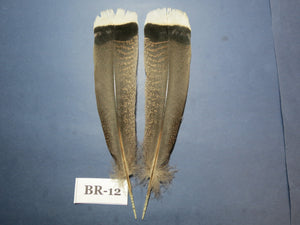 Bronze Turkey Tail Feathers  (One Pair Set) ,Fly Tying Material,Craft Feathers,Natural Turkey Feathers.