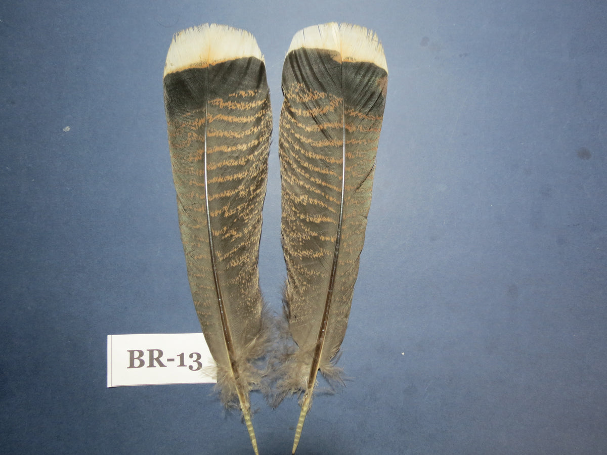 Bronze Turkey Tail Feathers  (One Pair Set) ,Fly Tying Material,Craft Feathers,Natural Turkey Feathers.