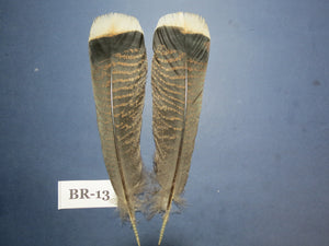 Bronze Turkey Tail Feathers  (One Pair Set) ,Fly Tying Material,Craft Feathers,Natural Turkey Feathers.