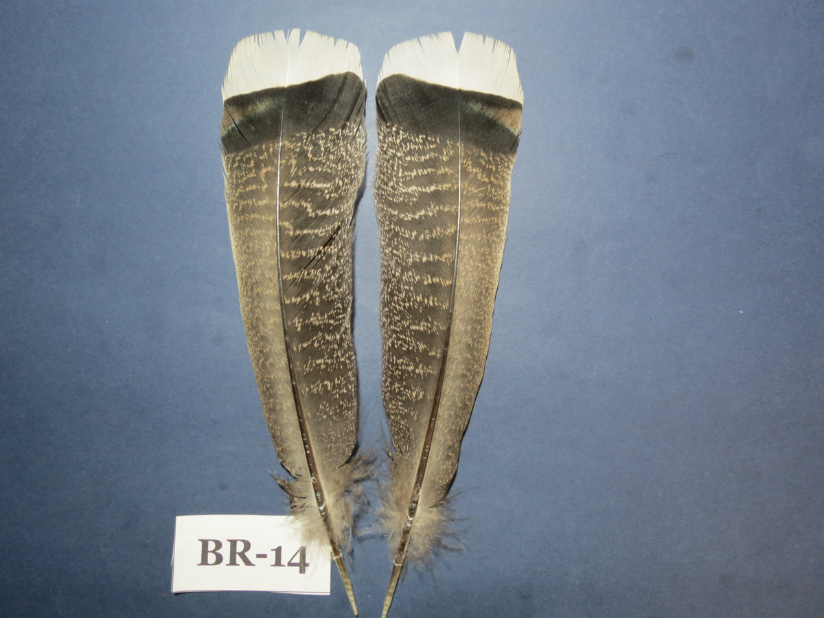 Bronze Turkey Tail Feathers  (One Pair Set) ,Fly Tying Material,Craft Feathers,Natural Turkey Feathers.