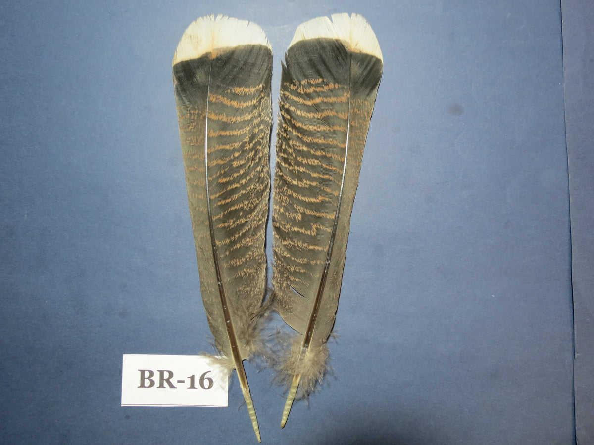 Bronze Turkey Tail Feathers  (One Pair Set) ,Fly Tying Material,Craft Feathers,Natural Turkey Feathers.